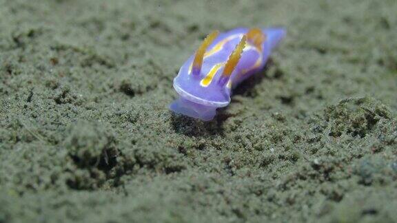 海底的彩色裸鳃海蛞蝓