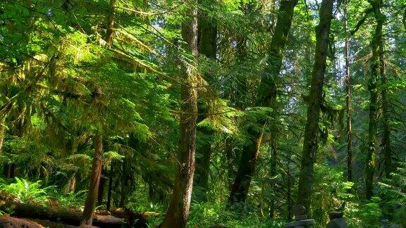 深绿色森林蕨类和雨林景观和苔藓