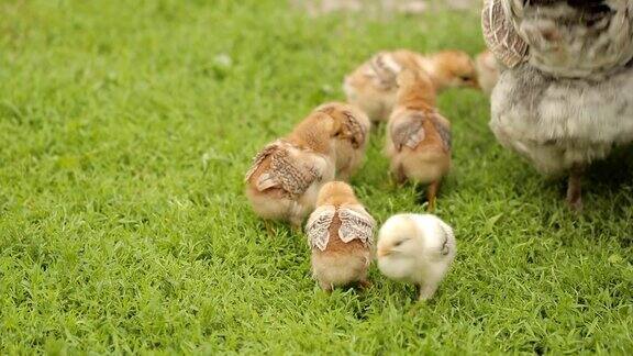 小草上的小鸡和母鸡
