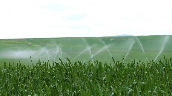 麦草生长田的灌溉