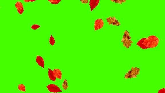 秋叶落环绿屏色键