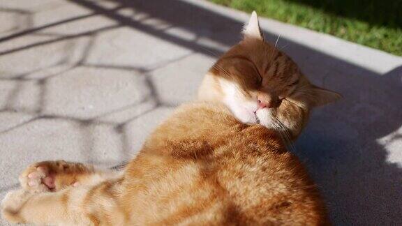 夏天红猫躺在花园里休息外面的猫玩在阳光下