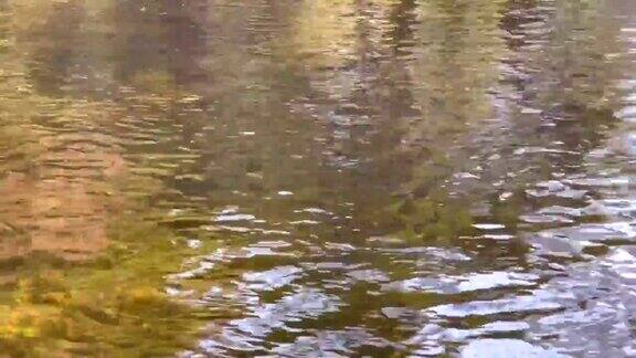 池塘的水面上泛起淡淡的涟漪倒影着秋日的树木