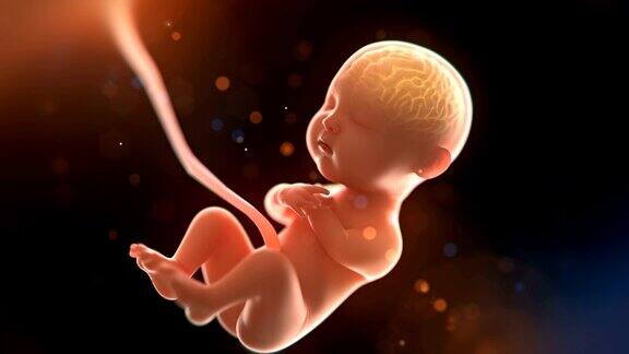 婴儿的大脑和神经系统3d渲染胎儿的大脑x光片3d插图(4096*2160)