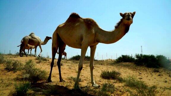 一群放牧的骆驼担心有陌生人走近阿联酋沙漠公路附近的一个地方