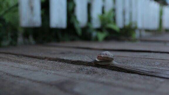 蜗牛在晚上爬行