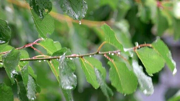 雨滴落在带叶子的树枝上