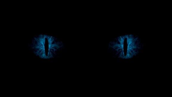 蓝色的猫眼睛眨着圈