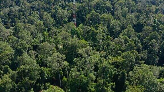 无人机拍摄的婆罗洲岛美丽的深绿色雨林