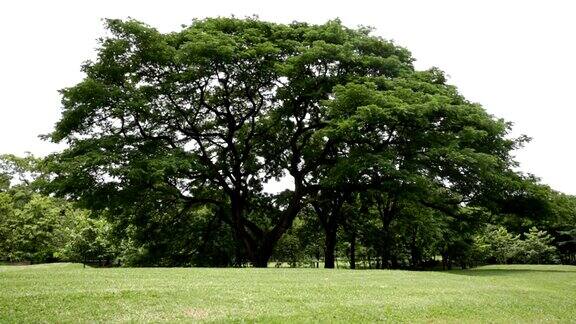 公园里的一棵大树