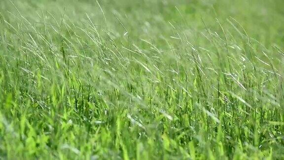 被风吹动的绿草