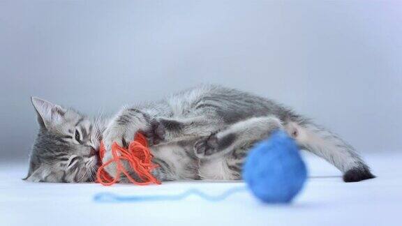 高清:小猫玩毛线球
