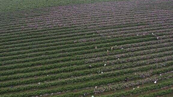 鸟瞰图的农业与采摘玫瑰精油生产