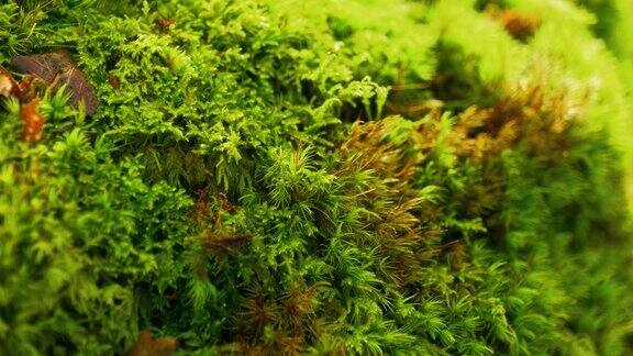 一些森林苔藓的4K电影自然微距镜头(2)