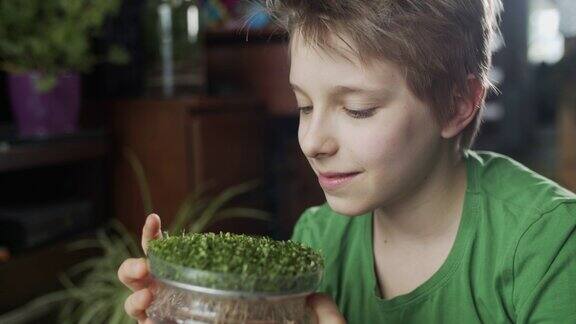 小男孩在看微绿色的罗勒芽