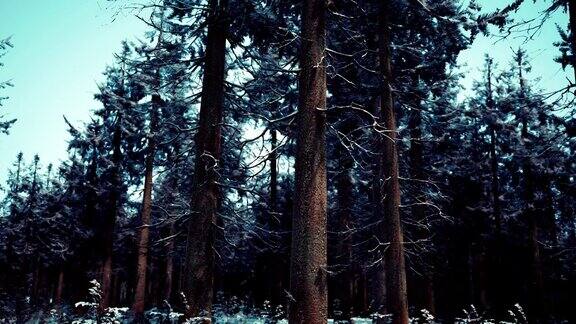美丽的白雪皑皑的森林在冬天霜冻的日子