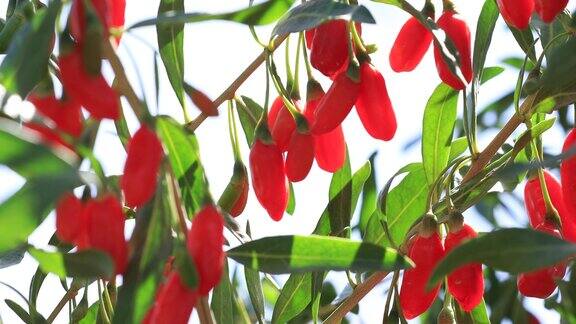 阳光花园中枸杞果实和植物