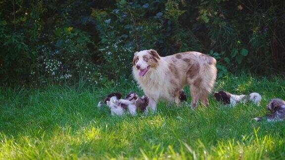 狗和小狗在绿色的草坪上玩耍