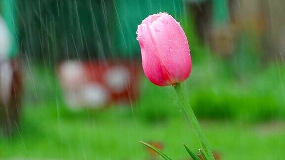 雨中粉红色的郁金香花