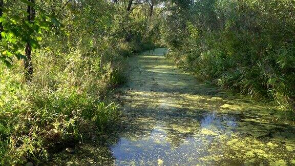 走在沼泽上的木桥上