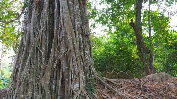 柬埔寨暹粒吴哥窟建筑群的塔松寺遗址石砌庙门门毁有丛林树气根