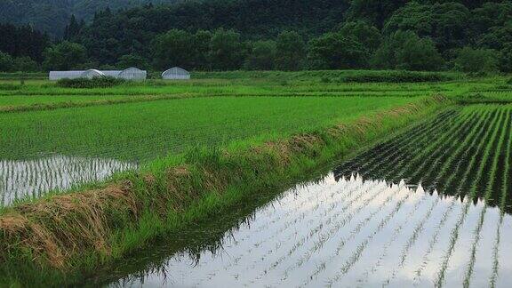 雨点落在稻谷上日本田园风光