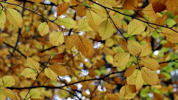 秋天秋天的场景秋天的颜色有红色、黄色、橙色美丽的自然景色树木和树叶自然背景有选择性的重点4k的视频