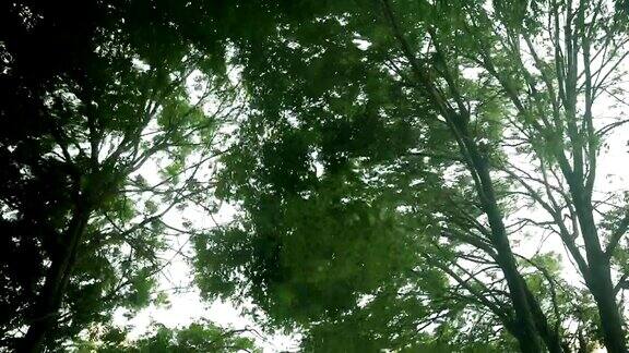 绿树在暴风雨中弯曲