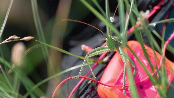 螳螂野外昆虫的特写镜头