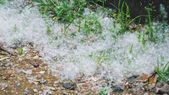 致敏杨树绒毛花粉丛生和漂浮在地面上