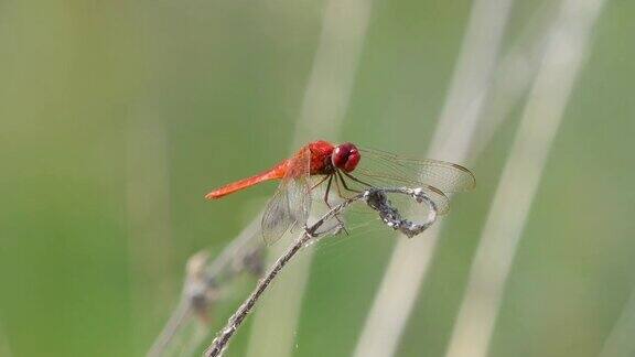 栖息在树枝上的红尾蜻蜓