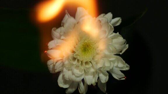燃烧的菊花
