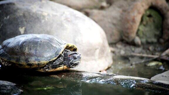 龟红耳滑龟和“长尾秀丽”在池塘的岩石上晒日光浴高清