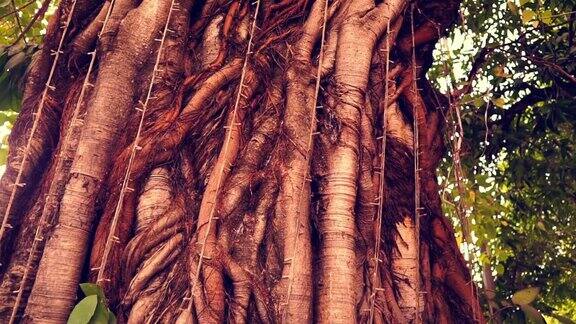 神圣榕树(FicusReligiosa)保护万象老挝