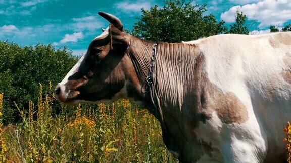 美丽的灰白奶牛在草地上吃草