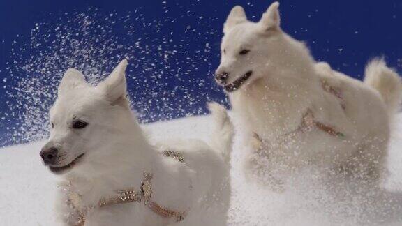 白色的狗在雪中奔跑