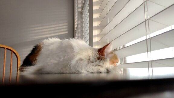 美丽快乐的女性室内家纺毛绒绒家猫的特写镜头猫宠物躺在一张木桌上看通过百叶窗到日落在冬天的户外