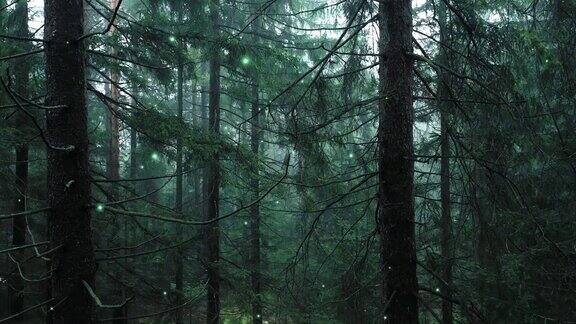 神奇的绿色和雾蒙蒙的森林树木自然与飞翔的萤火虫