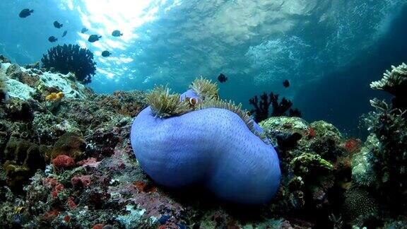 印度尼西亚的蓝色海葵和常驻单眼小丑鱼
