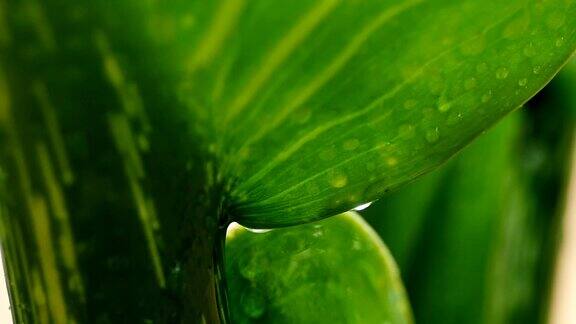 慢镜头水滴在植物叶子上