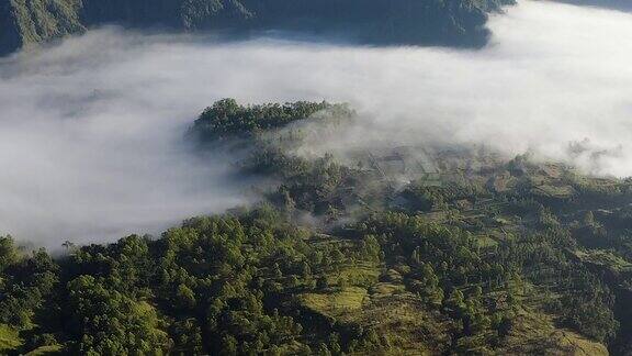 多雾的雨林或热带森林