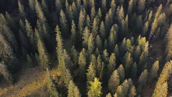 意大利阿尔卑斯山上秋天松树林的鸟瞰图
