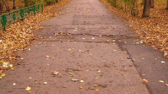 秋风吹黄叶在空旷的柏油路上