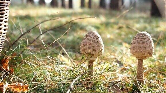 森林里放着阳伞蘑菇的篮子视频