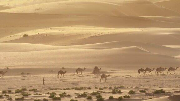 在阿拉伯联合酋长国鲁卜哈利沙漠的沙丘背景下骆驼在清晨去牧场