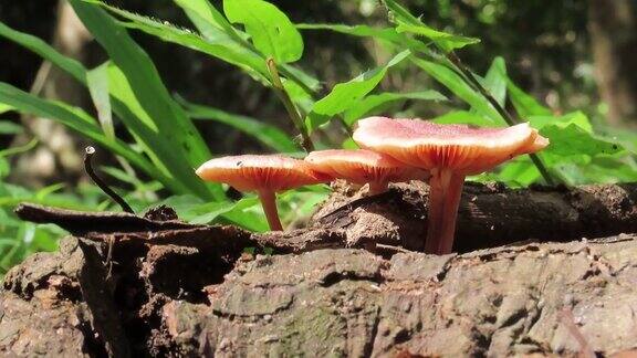 蘑菇在日志