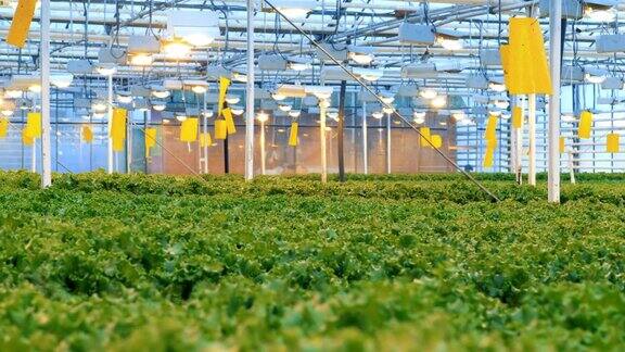 温室滴灌的现代生态生产带有大片生菜种植园的宽敞温室