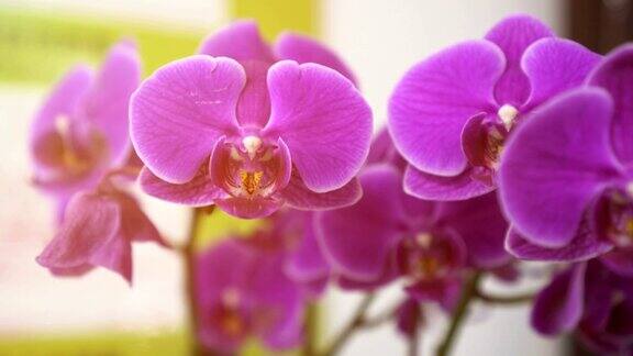 亚洲的紫色兰花