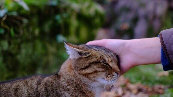 一只手在森林里抚摸着一只虎斑猫可爱的猫