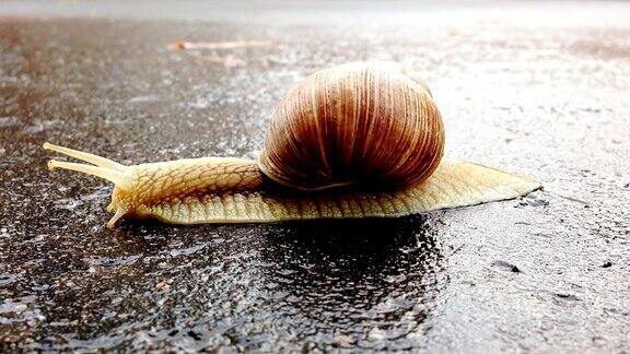 雨后蜗牛在潮湿的柏油路上过马路